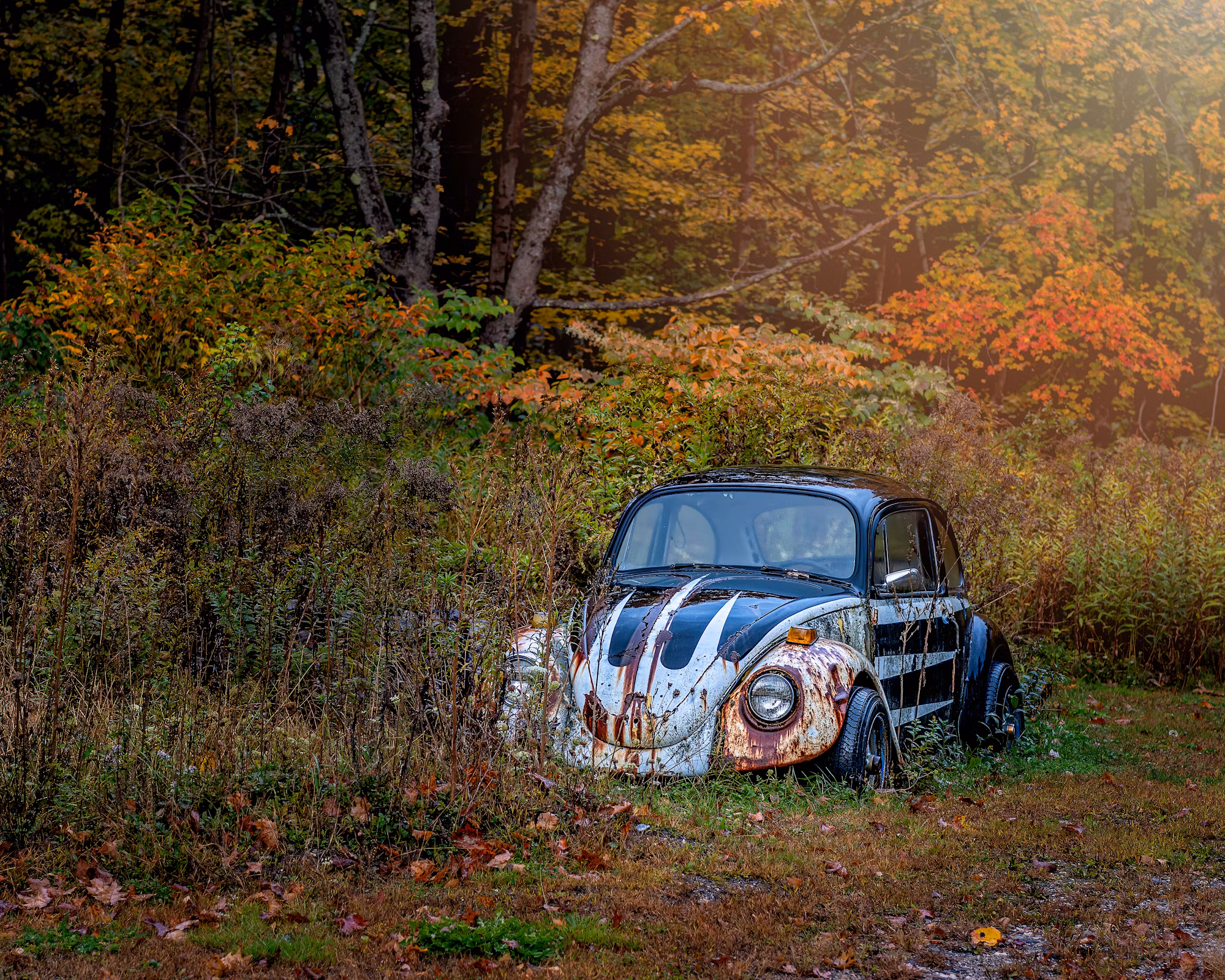 A Journey Through the World of Trail Riding: Adventure Awaits